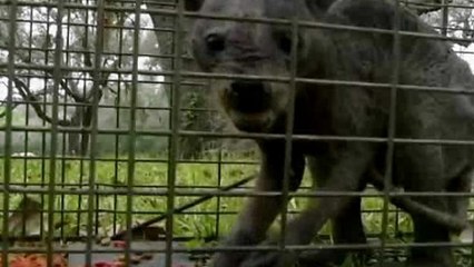 Chupacabra : des Américains pensent avoir capturé la mythique créature
