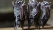 Pourquoi les chauves-souris ne se tiennent-elles jamais debout ?