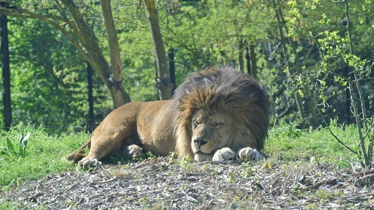 A la découverte du Parc zoologique de Paris métamorphosé en "zoo du XXIe siècle"