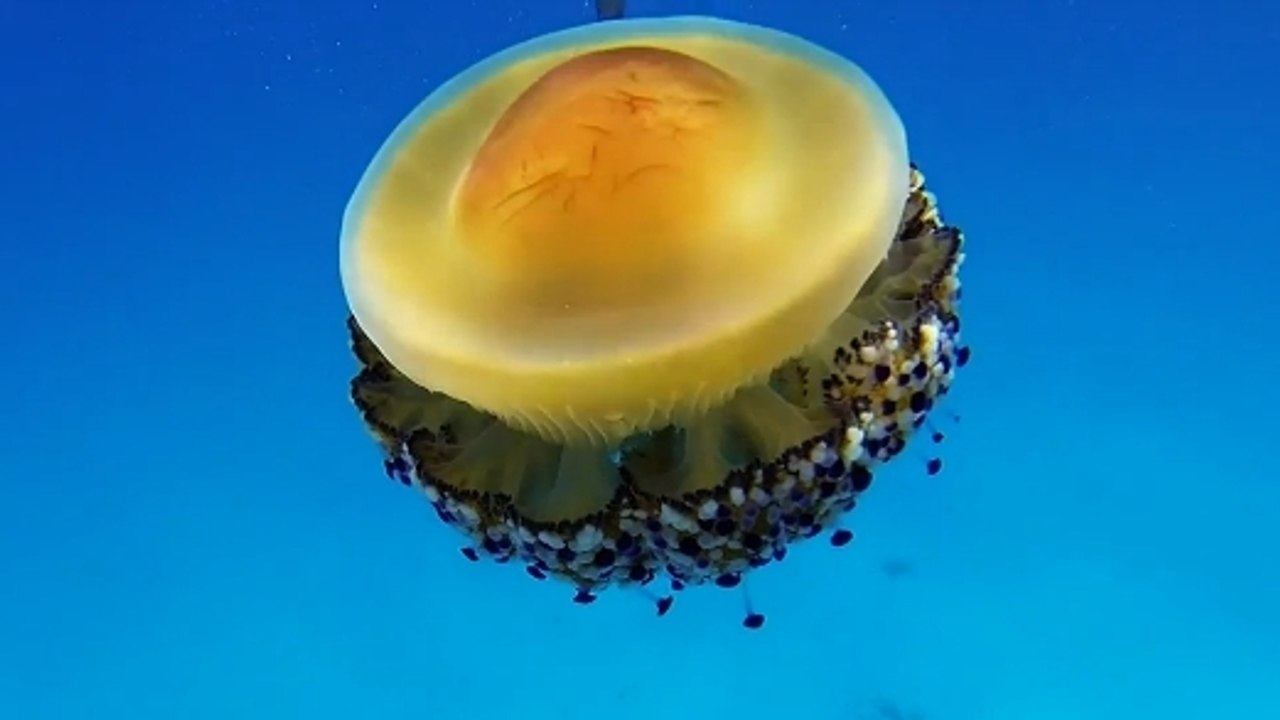 La méduse oeuf au plat, une espèce aussi incroyable que fascinante