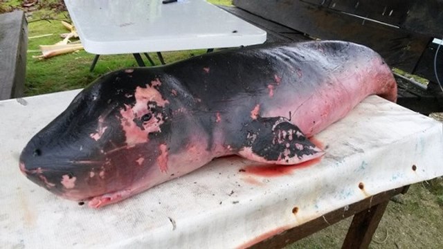 Des cachalots pygmées chassés à la dynamite aux Philippines