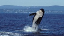 L'orque la plus vieille au monde aperçue au large du Canada avec sa tribu