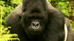 Le tourisme au secours des gorilles des montagnes menacés de l'Ouganda