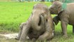 Des éléphants profitent de la pluie en Thaïlande