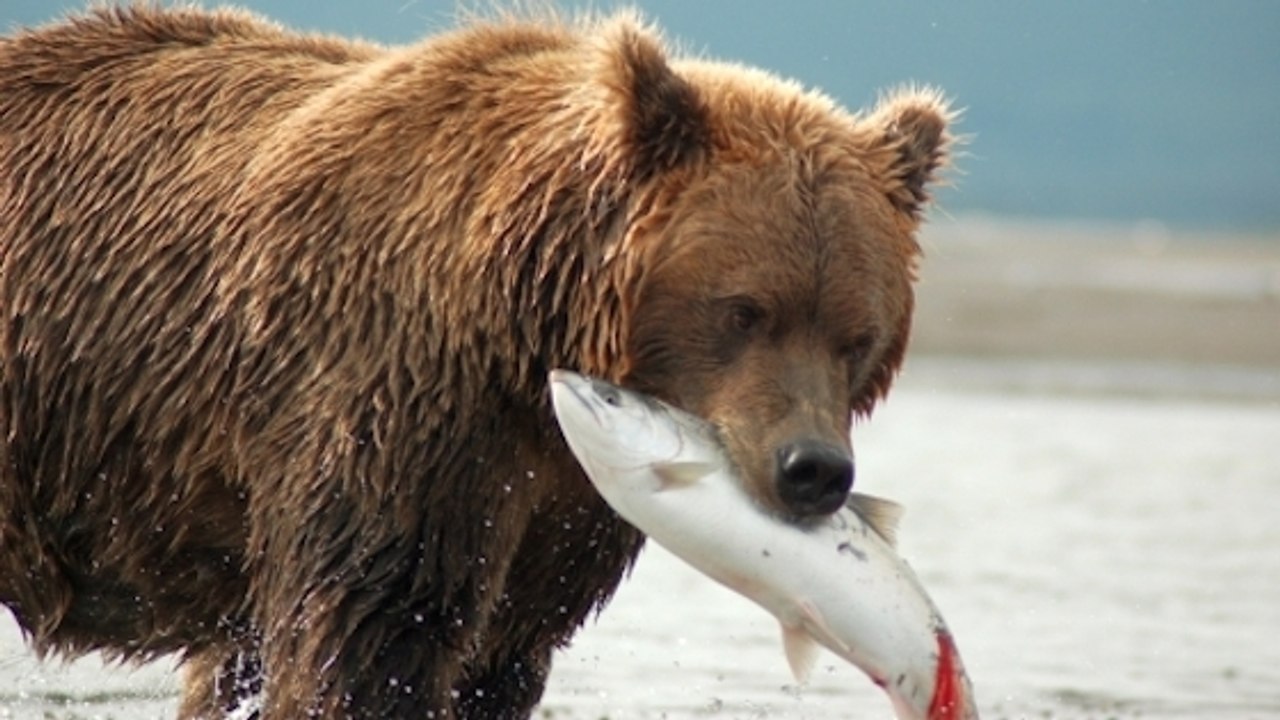 La saine obésité des grizzlys, une piste pour traiter le diabète chez l'humain ?