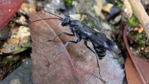 Une redoutable guêpe qui utilise des fourmis mortes pour construire son nid