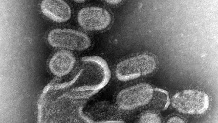 Des scientifiques créent un virus de la grippe H1N1 ultra-virulent
