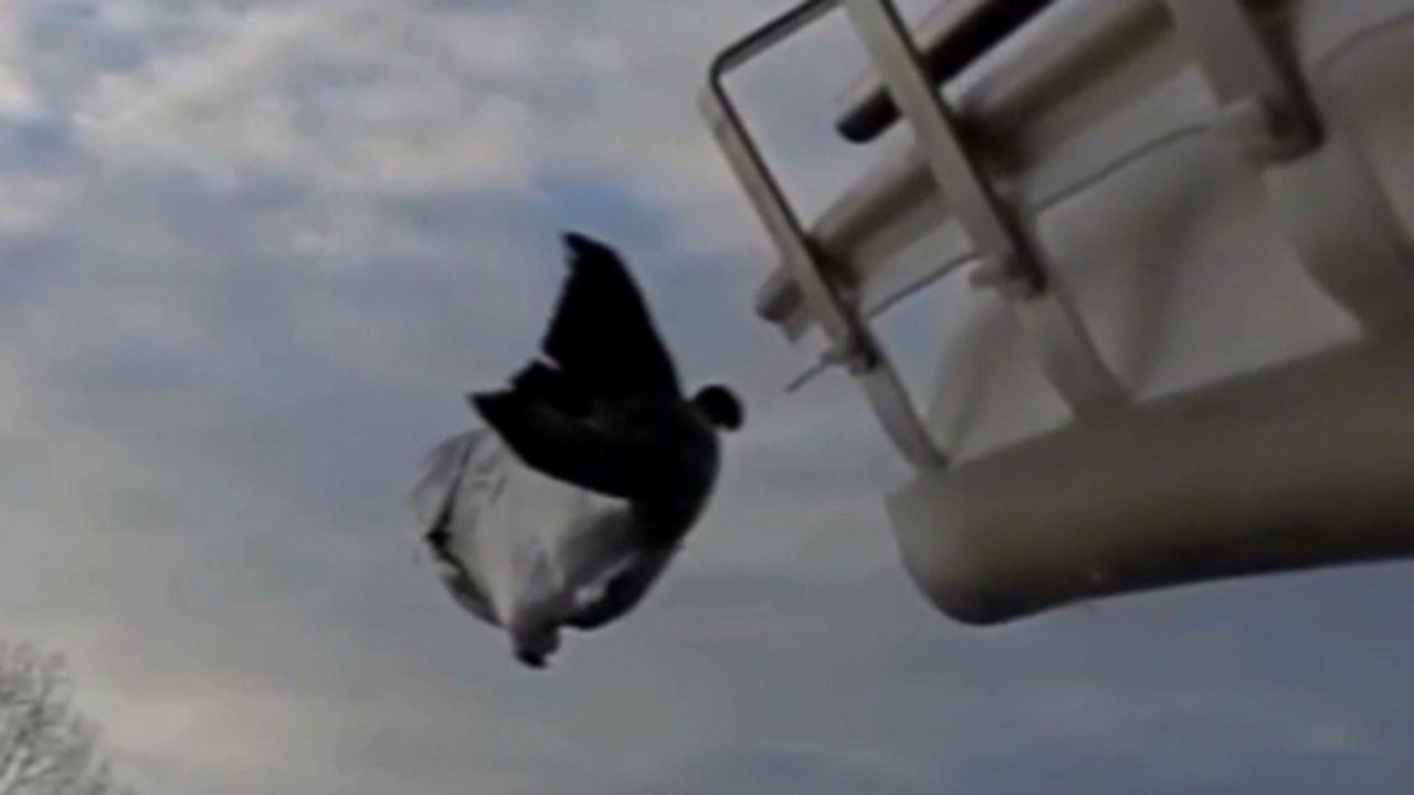 Un incroyable "canon à saumons" pour projeter les poissons dans les airs