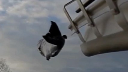 Un incroyable "canon à saumons" pour projeter les poissons dans les airs