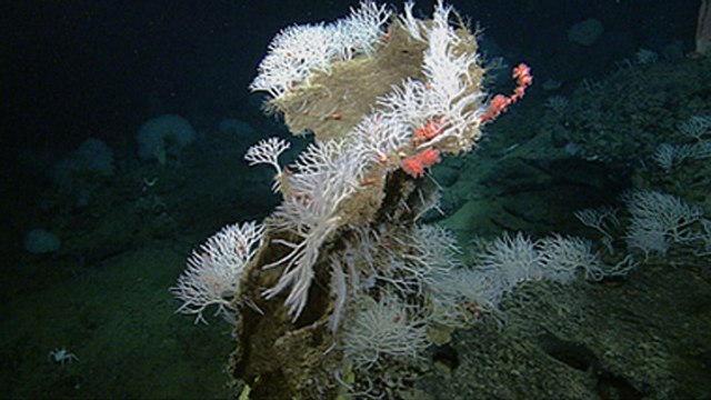 De redoutables éponges carnivores découvertes dans l'océan Pacifique