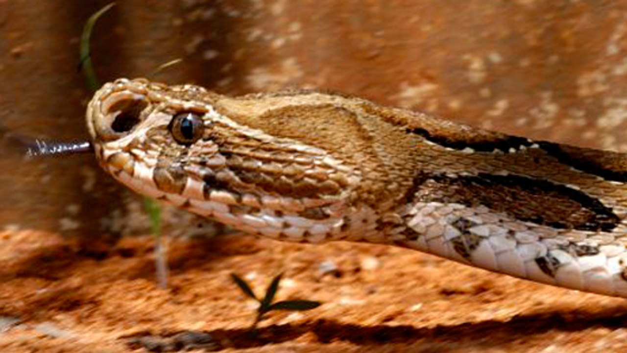 Quel effet le venin d'un des serpents les plus dangereux a t-il sur le sang ?