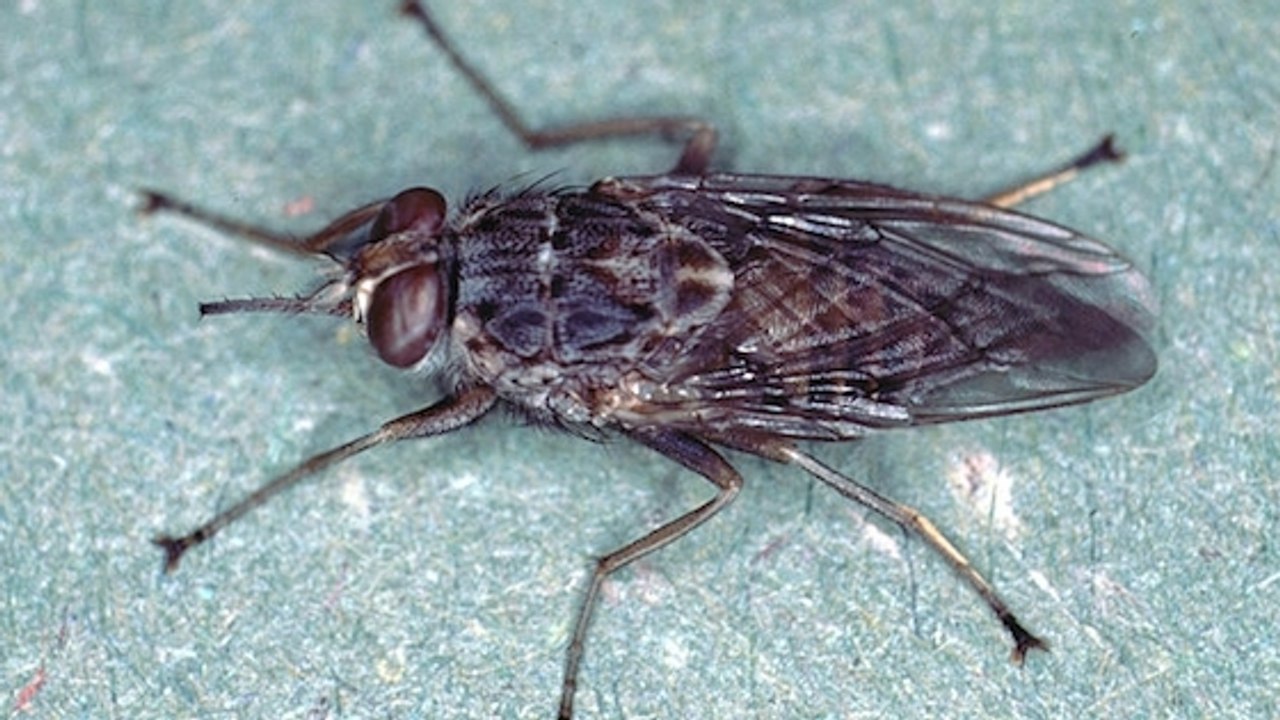 Le génome de la mouche tsé-tsé enfin décrypté