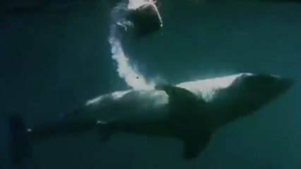 Un grand requin blanc s'est fait dévorer, mais par qui ?