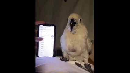 Parrot dancing to the sound of an alarm