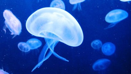 Des couches pour bébés biodégradables et hygiéniques... à base de méduse ?