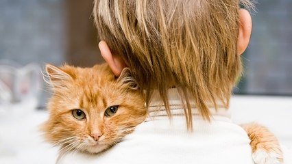 Les animaux reconnus comme "doués de sensibilité", une révolution ? Pas vraiment