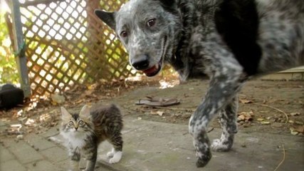 Un chaton handicapé se lie d’amitié avec un chien