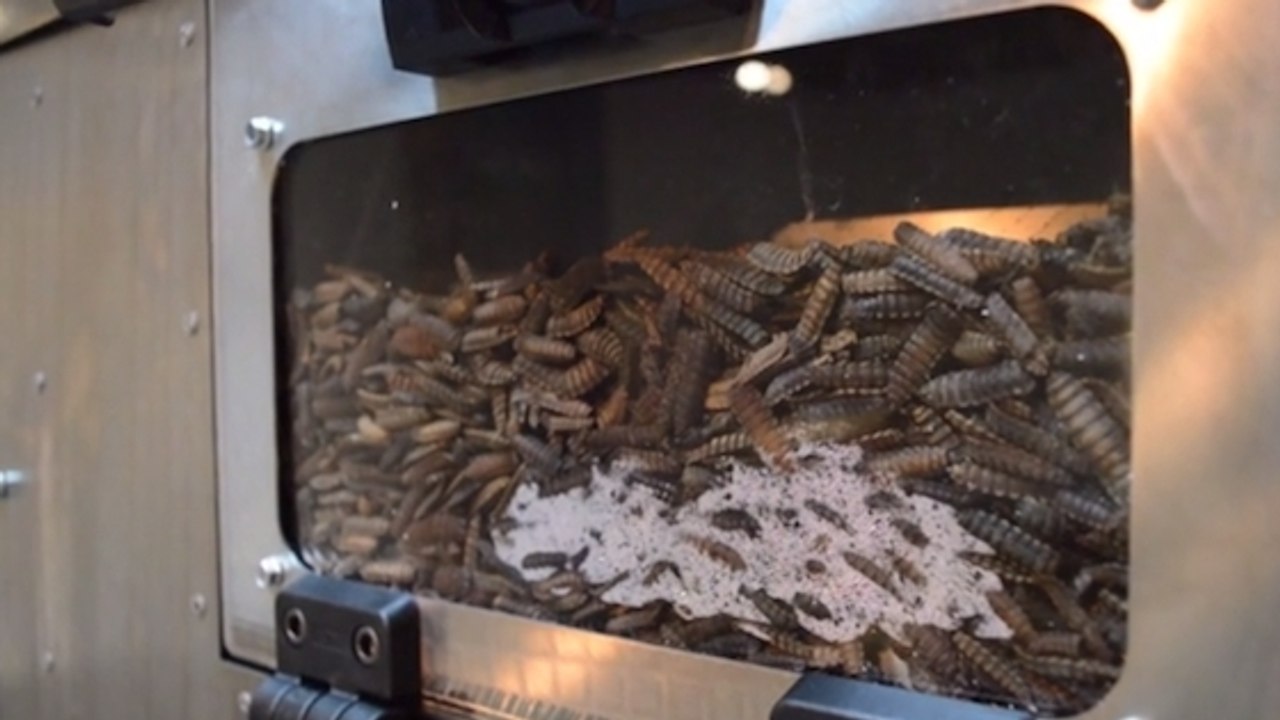 Manger des insectes ? Une usine à mouches pour fabriquer votre propre pâté de larves