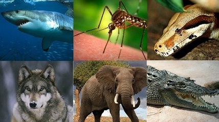 Quel est l'animal le plus mortel de la planète ?