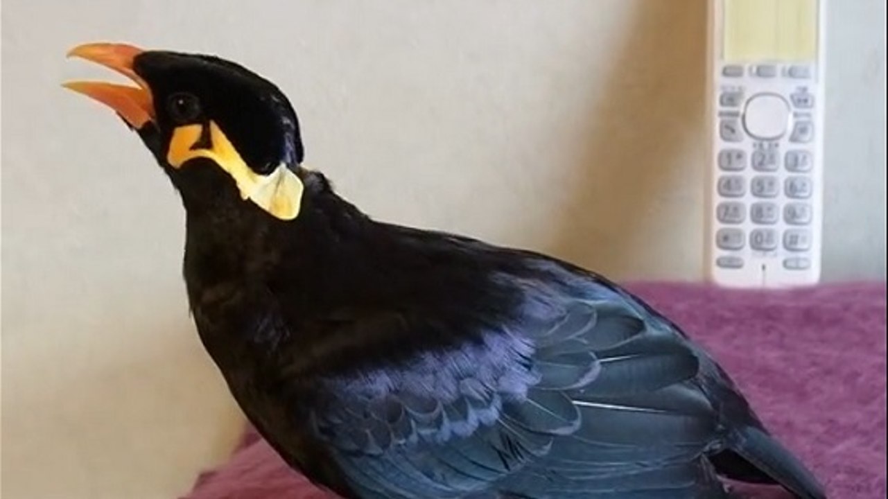 Un oiseau répond au téléphone en japonais