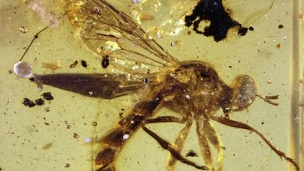 Une redoutable mouche piégée dans de l'ambre depuis des millions d'années
