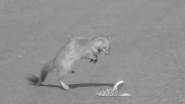 Une mangouste s'attaque à l'un des serpents les plus rapides au monde
