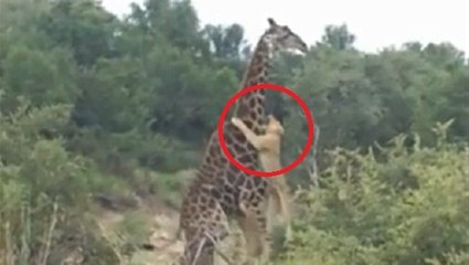 La spectaculaire attaque d'une girafe par un groupe de lionnes