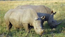 Braconnage : quand les photos des touristes menacent les rhinocéros