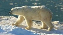 Comment les ours polaires survivent-ils à leur régime riche en graisses ?