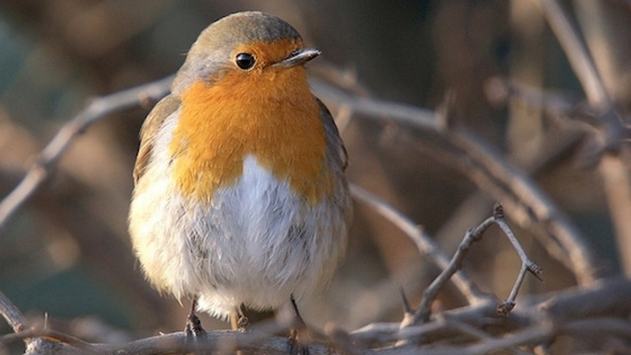 Les ondes électromagnétiques perturberaient les oiseaux migrateurs