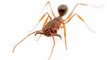 Des fourmis ont envahi le sud des Etats-Unis sans que personne ne le remarque