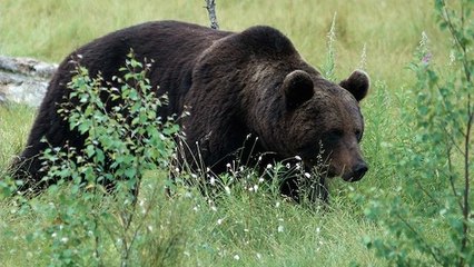 Une journée dans la peau d'une ourse sauvage