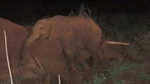 Un jeune éléphant refuse d'abandonner le corps de sa mère décédée