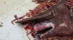 Un requin-lutin très rare se prend dans les filets de pêcheurs en Floride