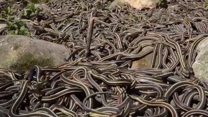 Le plus grand rassemblement de serpents au monde