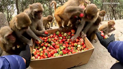 Lucky monkey ate fresh village strawberry || Helping homeless people in street || huminity