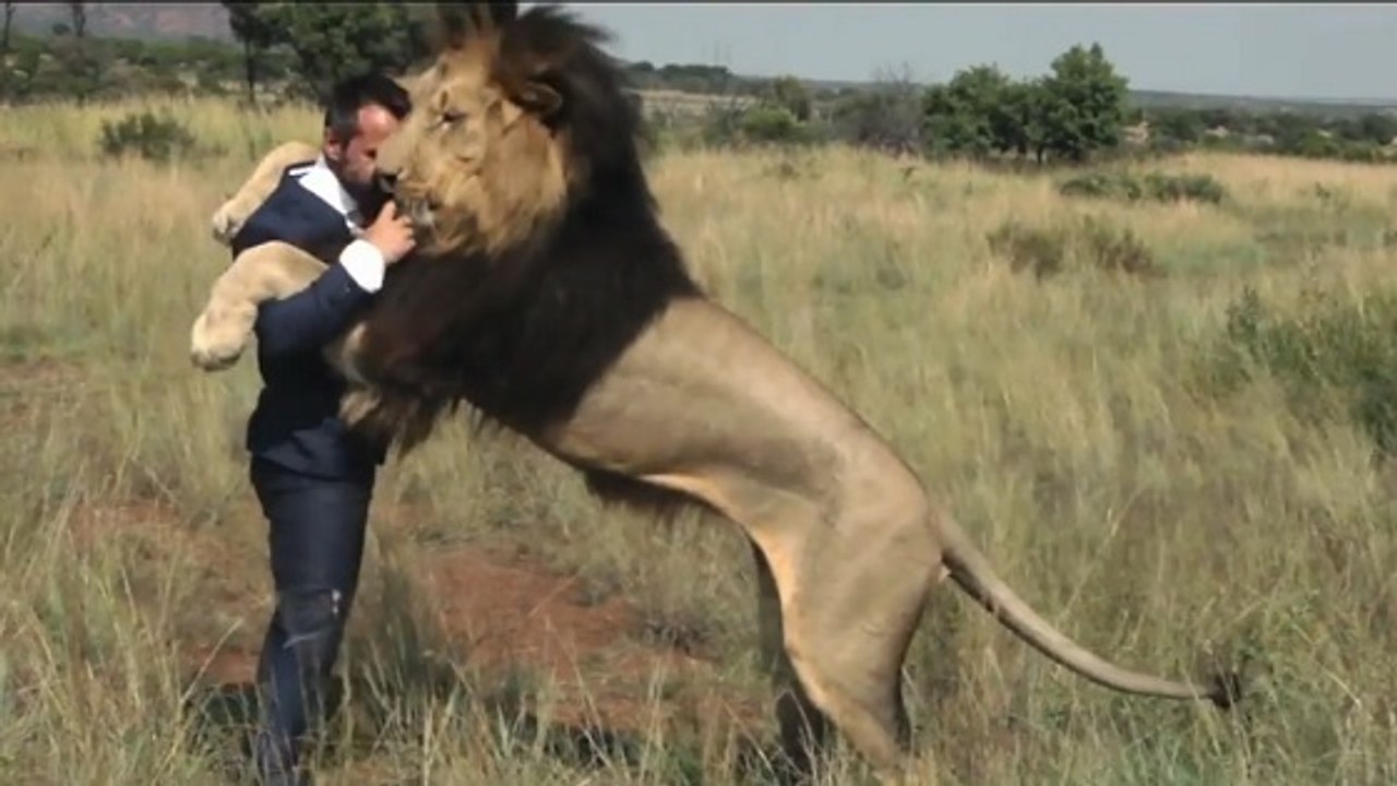 Le zoologiste Kevin Richardson se lance dans une partie de foot avec... des lions