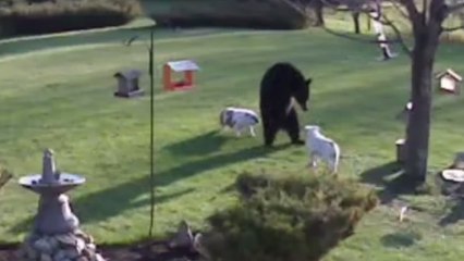 Quand un ours tombe nez-à-nez avec deux bouledogues