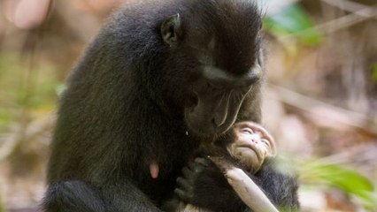 La touchante réaction d'une femelle macaque face à la mort de son petit