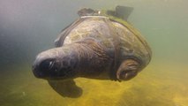 Une tortue amputée retrouve goût à la nage grâce à une prothèse innovante