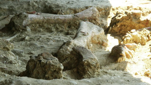 Le plus grand dinosaure du monde découvert en Argentine ?