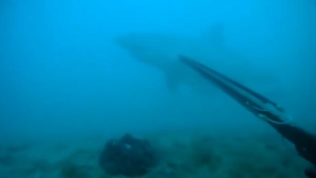 Un plongeur tombe nez-à-nez avec un grand requin blanc