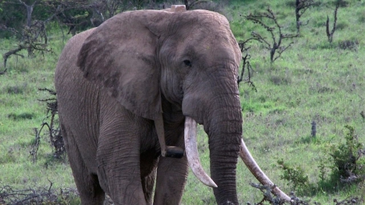 Braconnage : l'éléphant emblématique Mountain Bull retrouvé mort au Kenya