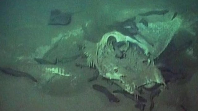 Un cimetière de poissons géants retrouvé au large de l'Angola