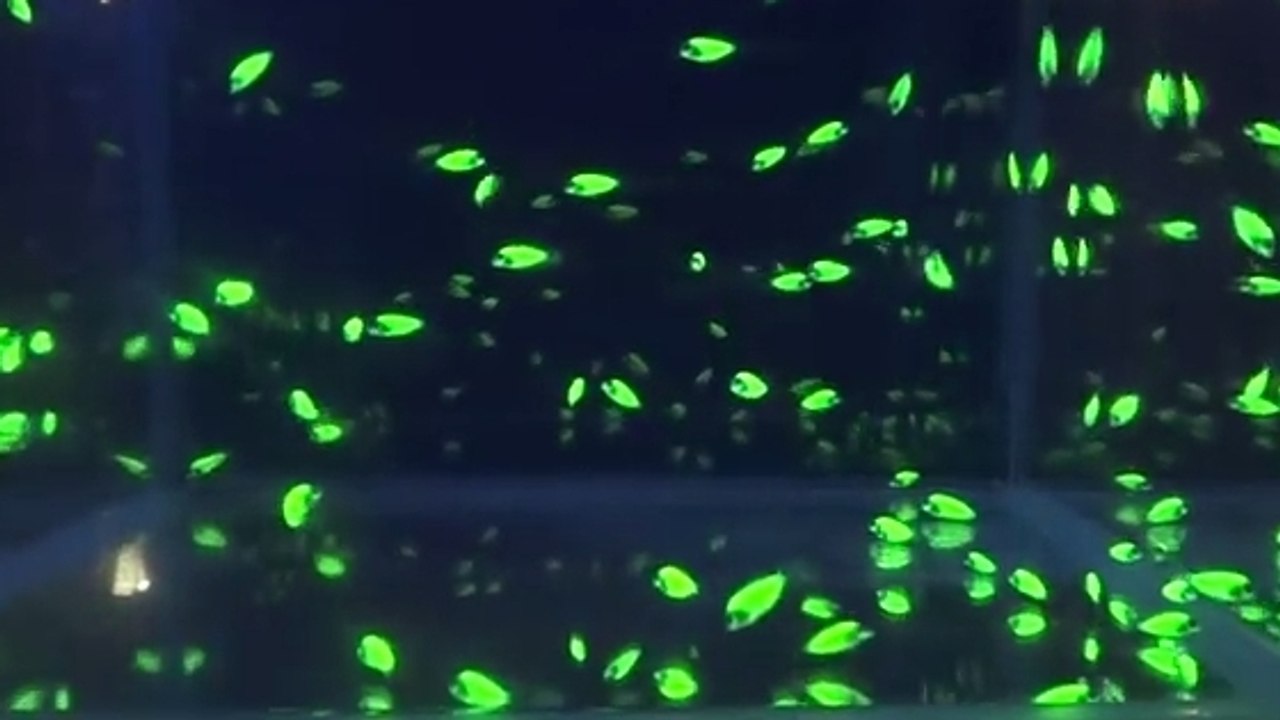 Un aquarium rempli d'étonnants poissons fluorescents