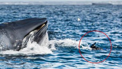 Un plongeur a failli se faire engloutir par une baleine