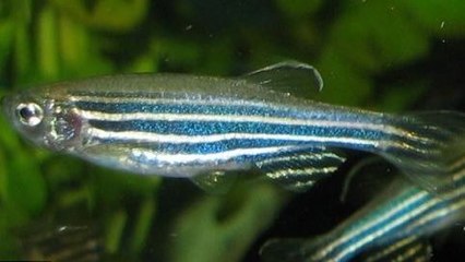 Lorsqu'il est ivre, ce poisson nage plus vite et guide son groupe