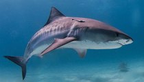 Un plongeur nourrit des requins tigres sans cage de protection