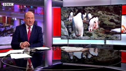 Could penguins help in the fight against climate change?