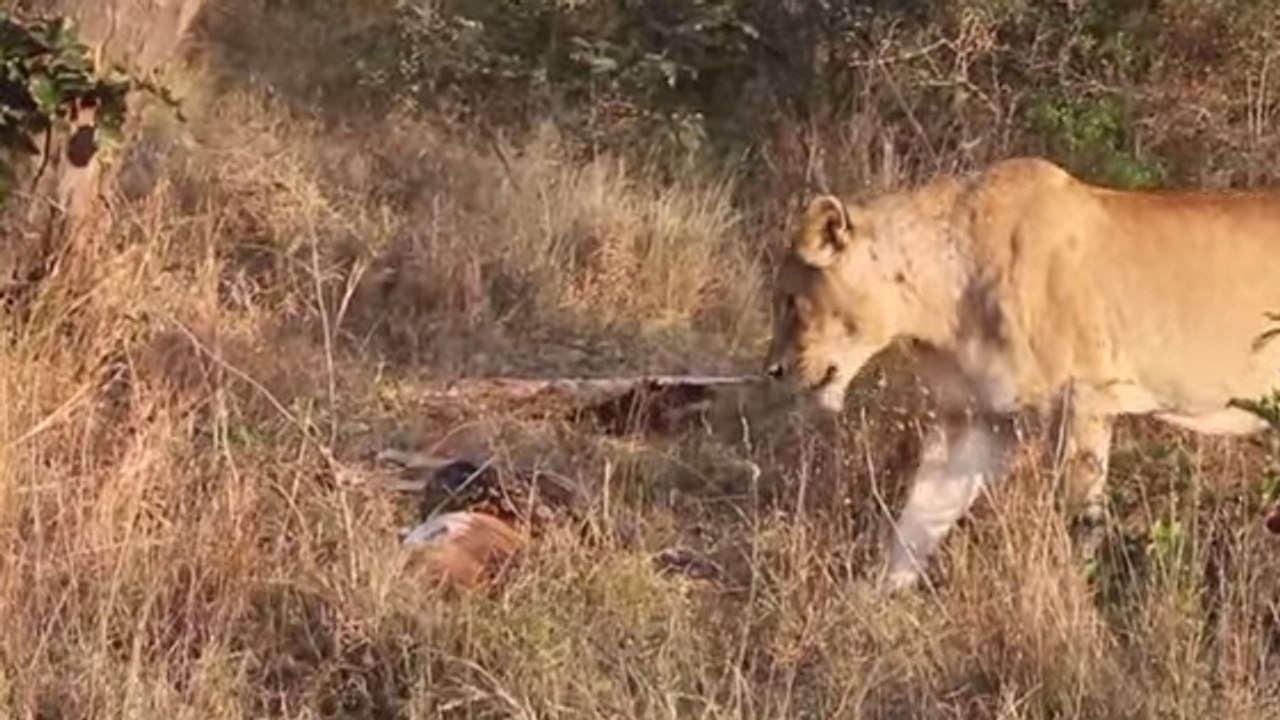 Une lionne vole le repas d'un python